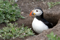 Atlantic Puffin