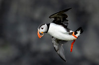 Atlantic Puffin