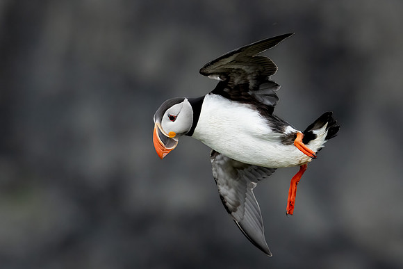 Atlantic Puffin