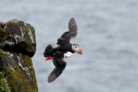 Atlantic Puffin