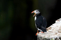 Atlantic Puffin