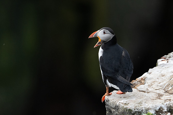 Atlantic Puffin