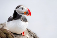 Atlantic Puffin