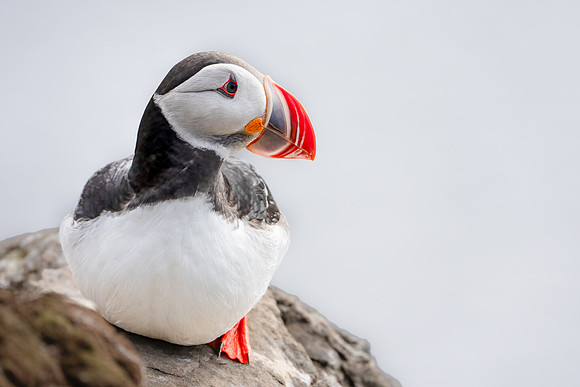 Atlantic Puffin