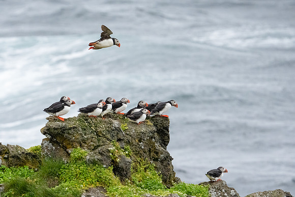 Atlantic Puffin