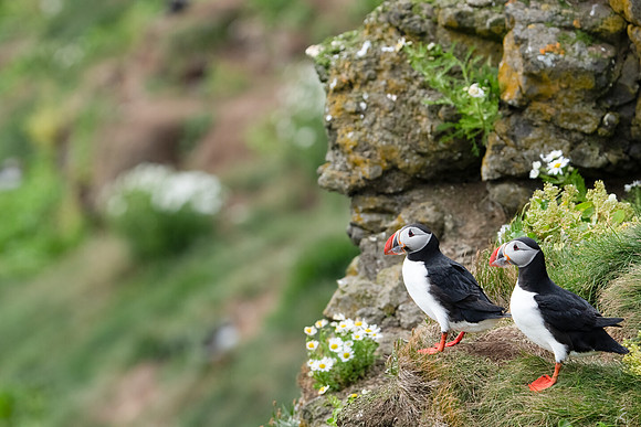 Atlantic Puffin