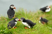 Atlantic Puffin