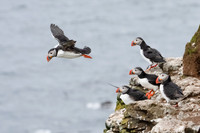 Atlantic Puffin