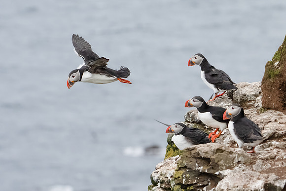 Atlantic Puffin