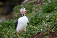 Atlantic Puffin