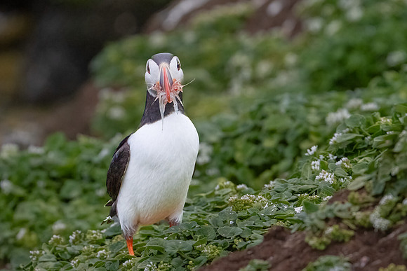Atlantic Puffin