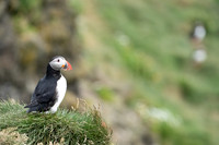Atlantic Puffin