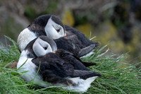 Atlantic Puffin