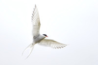 Arctic Tern