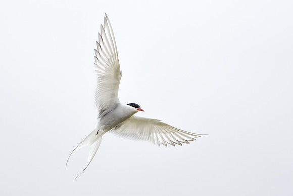 Arctic Tern