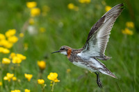 Red-necked Phalarope