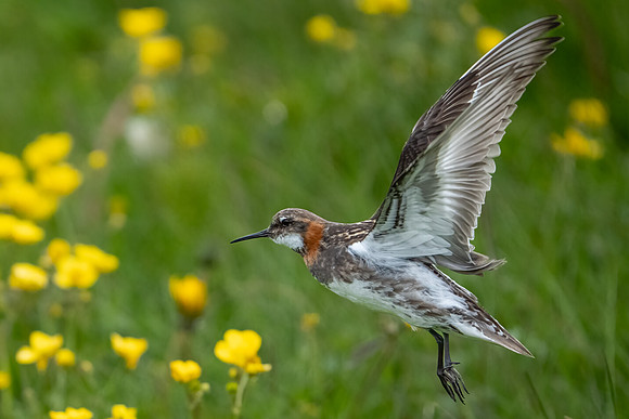 Red-necked Phalarope