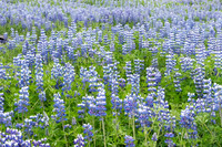 Lupine