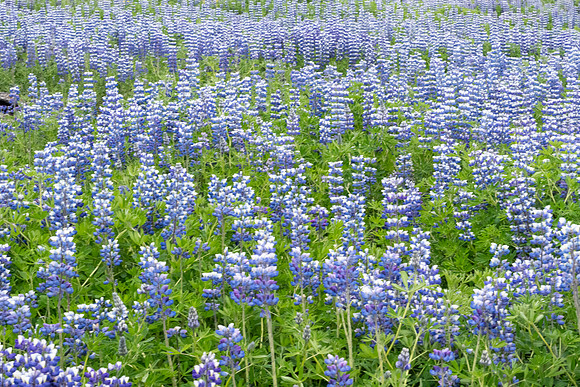 Lupine