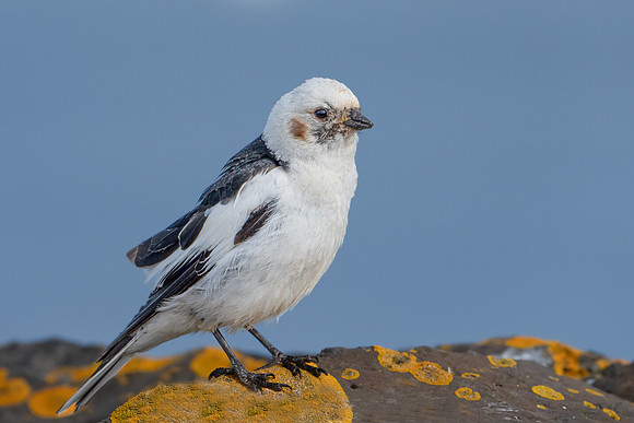 Snow Bunting