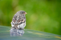 Juvenile Snow Bunting