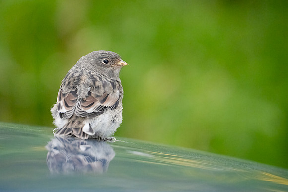 Juvenile Snow Bunting