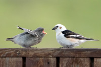 Snow Bunting