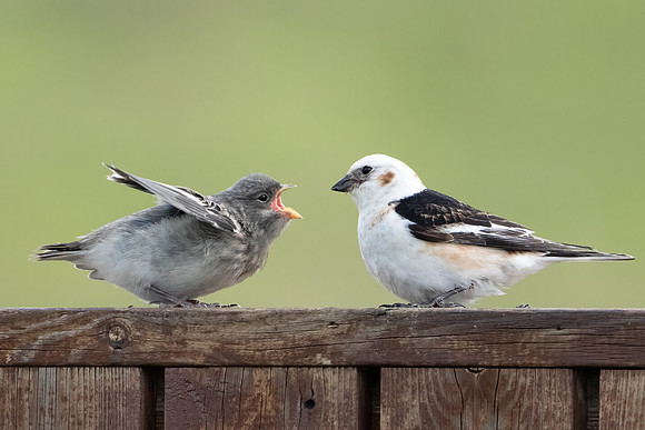 Snow Bunting
