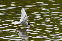 Arctic Tern