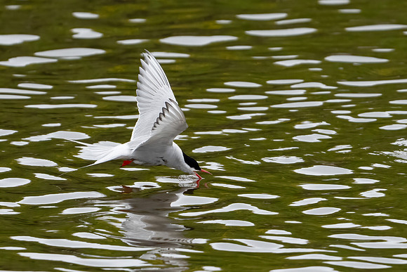 Arctic Tern