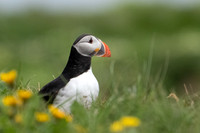 Atlantic Puffin