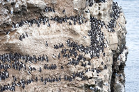 Common Murre