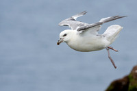 Northern Fulmar