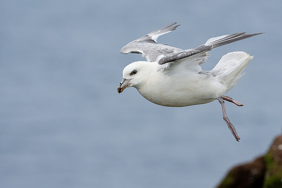 Northern Fulmar