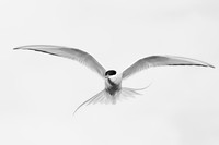 Arctic Tern