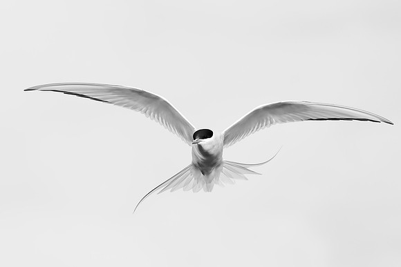 Arctic Tern
