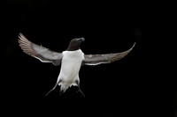Razorbill