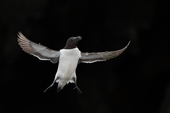 Razorbill