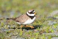 Double-ringed Plover
