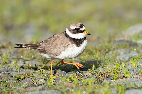 Double-ringed Plover