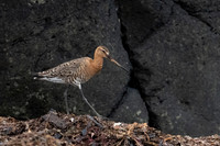 Black-tailed Godwit