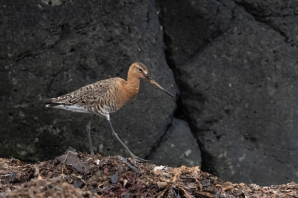 Black-tailed Godwit