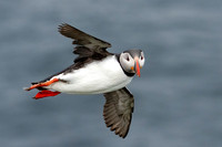 Atlantic Puffin