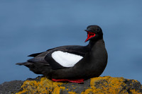 Black Guillemot