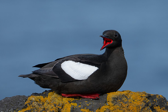 Black Guillemot