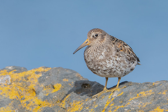 Purple Sandpiper