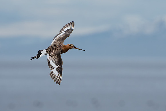 Black-tailed Godwit