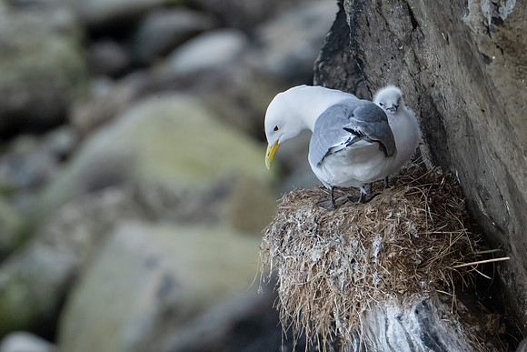 Kittiwake
