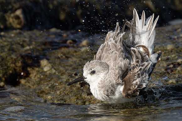 Sanderling