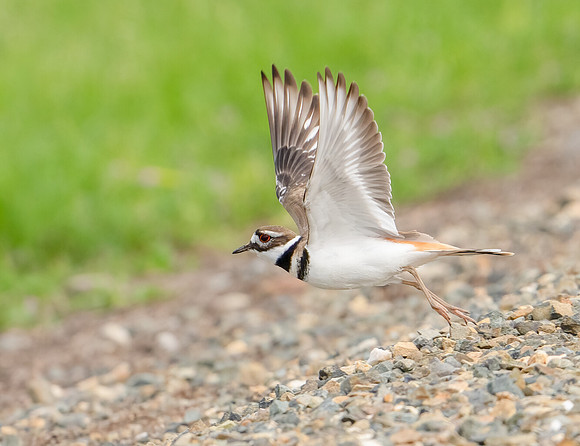 Killdeer